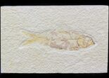 Bargain Knightia Fossil Fish - Wyoming #42390-1